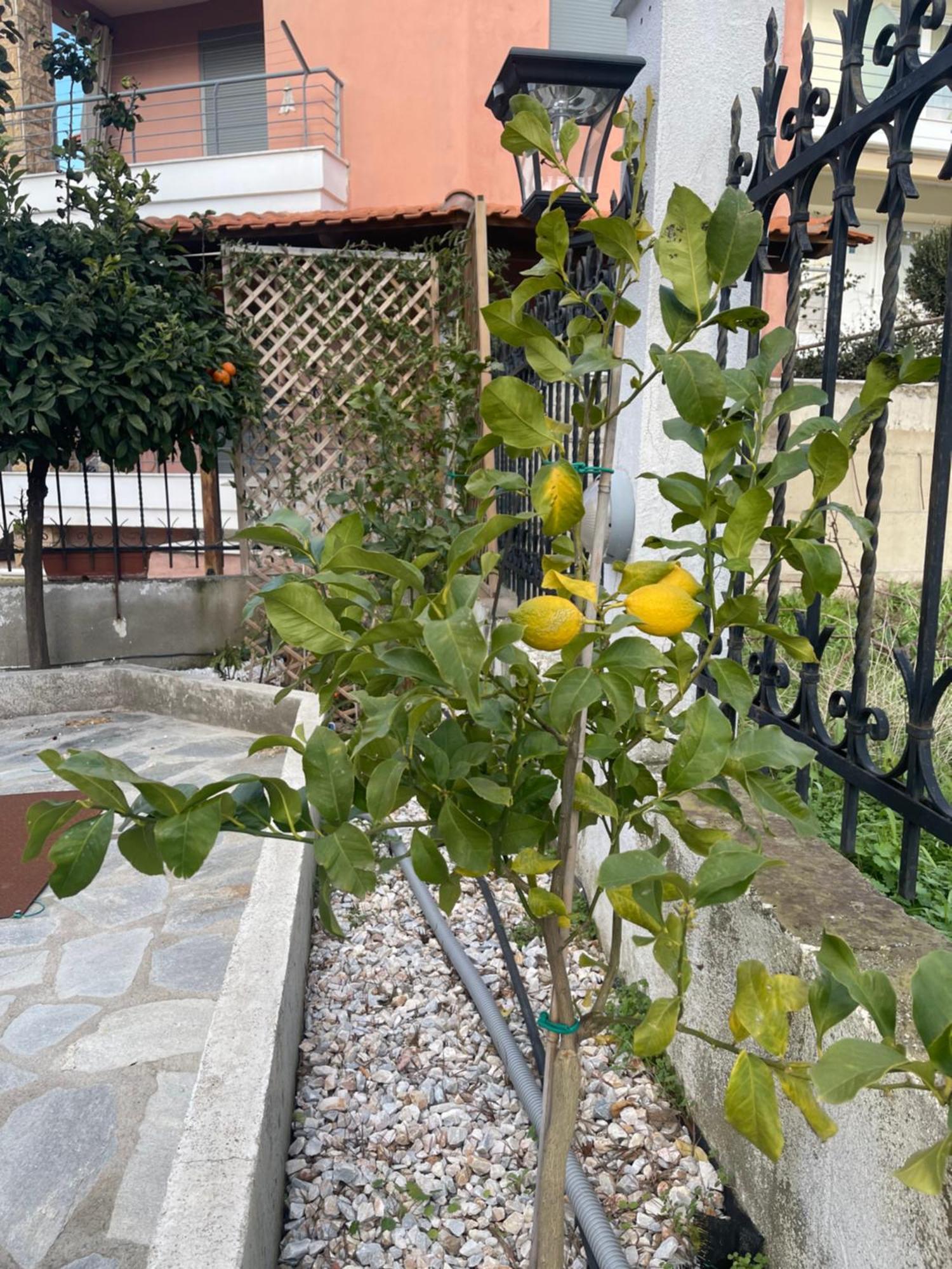 Nikiti Palataki Villa Dış mekan fotoğraf