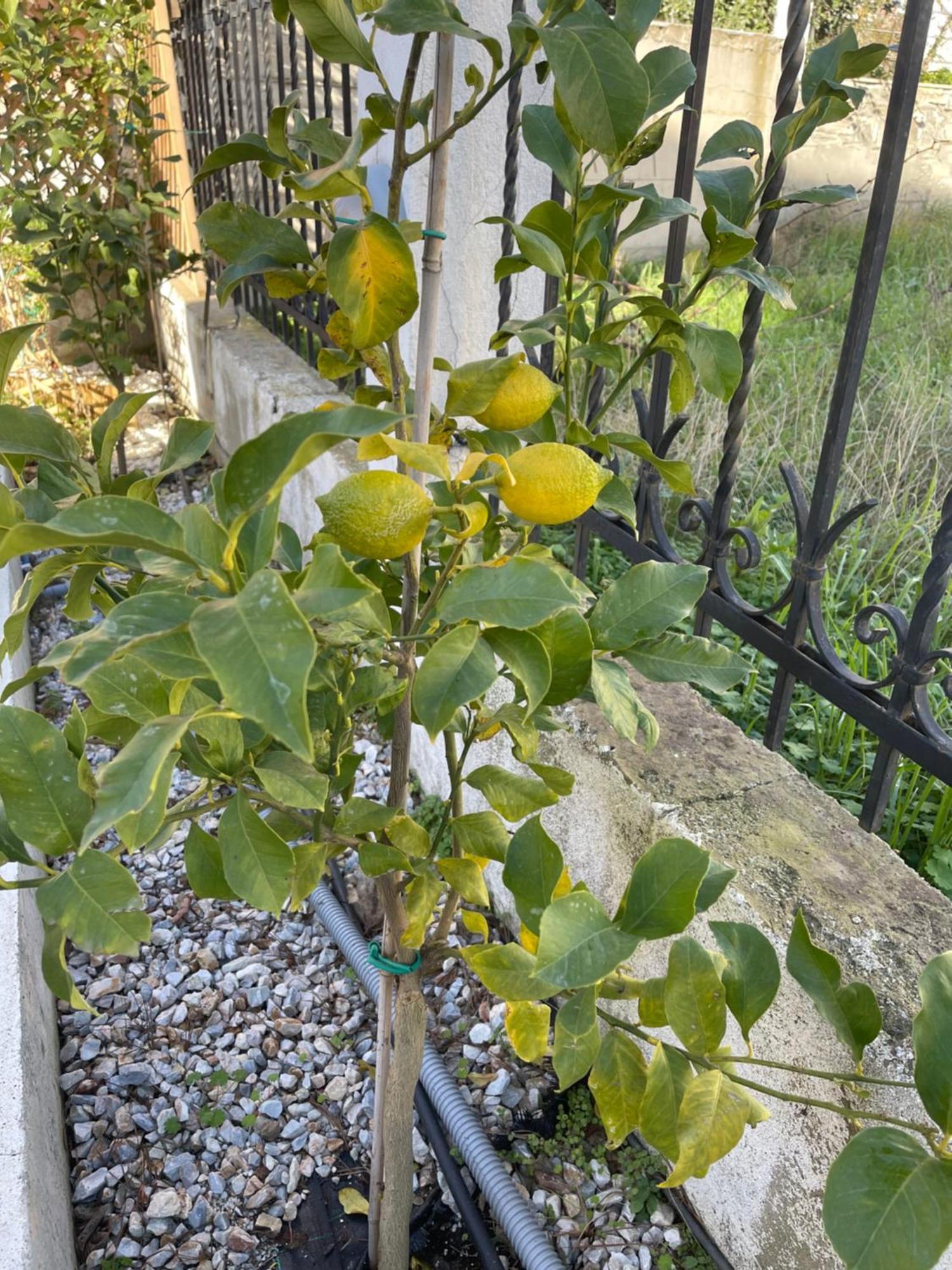 Nikiti Palataki Villa Dış mekan fotoğraf
